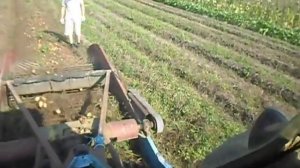 Копка картофеля трактором с навесной копалкой КТН-2В