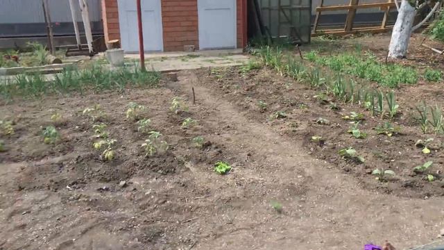 Плоды на инжире/Прогулка по Ейску смотреть онлайн