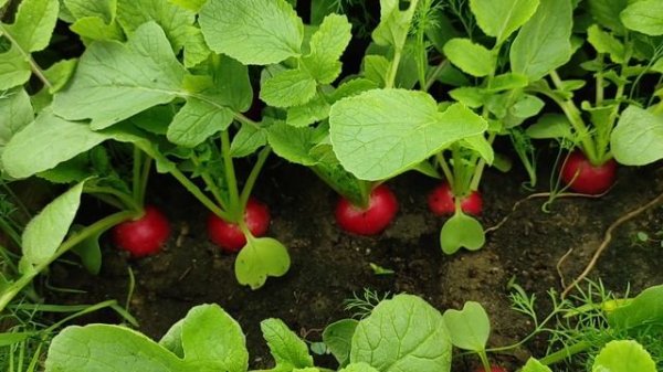 Редис ящиками! Как повысить урожайность редиса простыми способами, без химии.