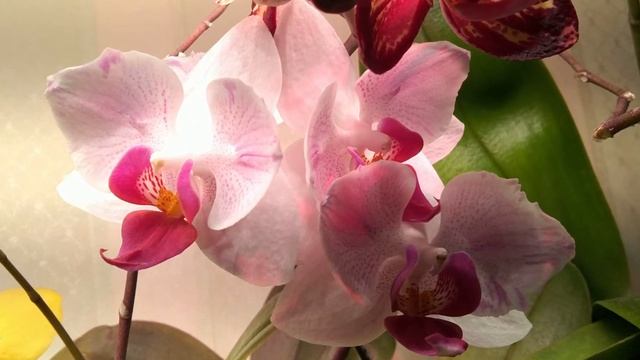 1-0 - Семенное размножение орхидей. Обзор владений смотреть онлайн