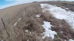 Охота по утке с ястребом-тетеревятником