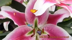 Лилия от-гибрид Бон Ши ? от-гибрид лилия Бон Ши обзор: как сажать, луковицы лилии Бон Ши