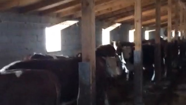 1 500 голов быков на убой! Заключаем долгосрочные контракты на продажу КРС, +79656176005 WhatsApp пи смотреть онлайн