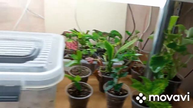 обзор растений в квартире, которые еще пока не высажены на улицу. смотреть онлайн