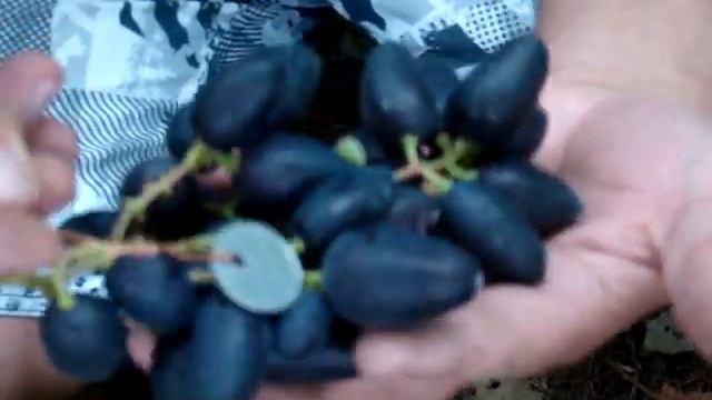 ГФ СЮЗАННА (КРАСНАЯ ПУЛЯ). В гостях на винограднике Николая Колесника. смотреть онлайн