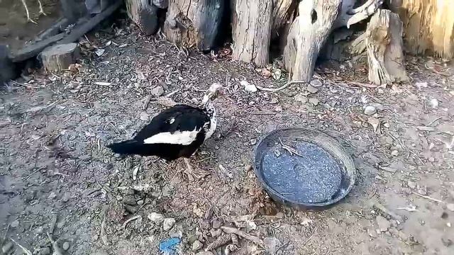 Индоутки не хотят нестись смотреть онлайн