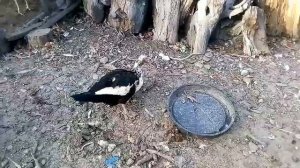 Индоутки не хотят нестись