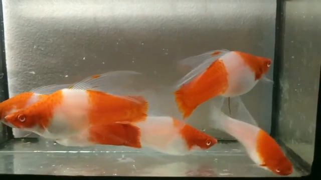 меченосцы кои кохаку смотреть онлайн