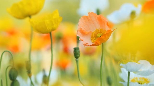 Я тебе не буду писать А Шевченко смотреть онлайн