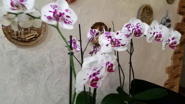 Обзор орхидей, которые у меня более 40 дней, в покупном грунте до сегодняшнего дня смотреть онлайн