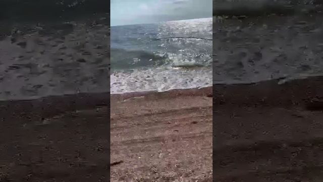 Должанская рыбалка на пеленгаса#ейск#рыбалка#пеленгас#лето#отдых смотреть онлайн