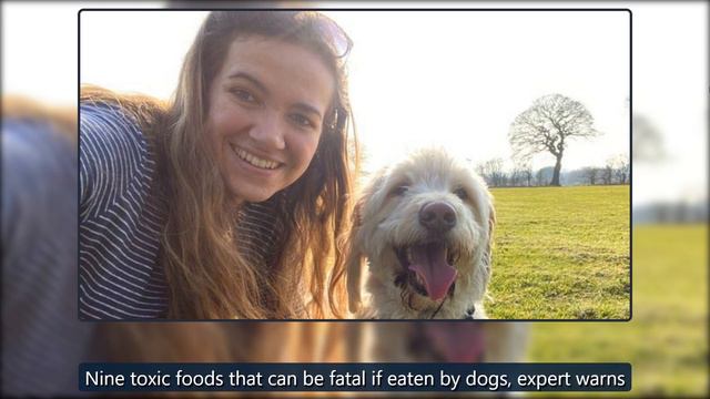 Expert nutritionist shares best diet to feed your dog and why kibble isn't always bad - Mirror Onli смотреть онлайн