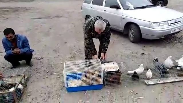 ВЫСТАВКА ГОЛУБЕЙ. ПОСЁЛОК ЗИМОВНИКИ. РОСТОВСКАЯ ОБЛ. 22.03.2020.г. смотреть онлайн