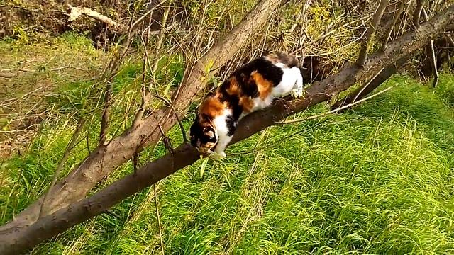 Кошка на природе смотреть онлайн