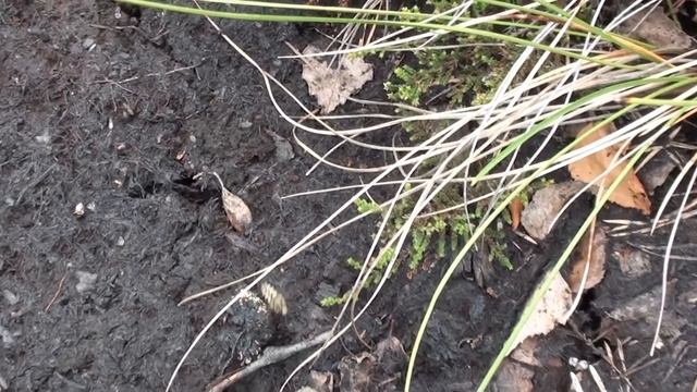 природная маскировка и атака земляники