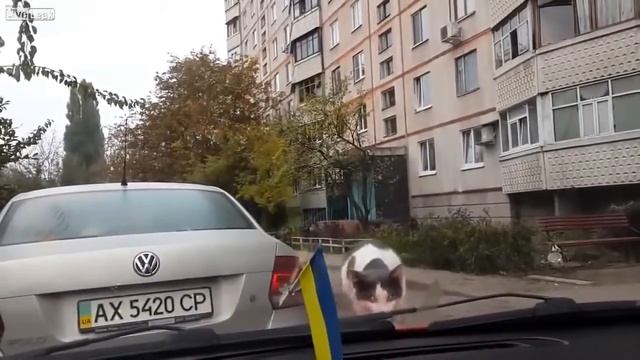 Кот улетел с капота машины смотреть онлайн