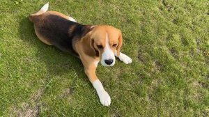 ШЕРЛОК - СОБАКА КОТОРАЯ НЕ УМЕЕТ ПЛАВАТЬ. БРОС ШОУ ПЕТ