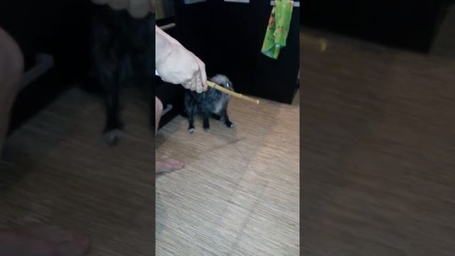 Копия видео 