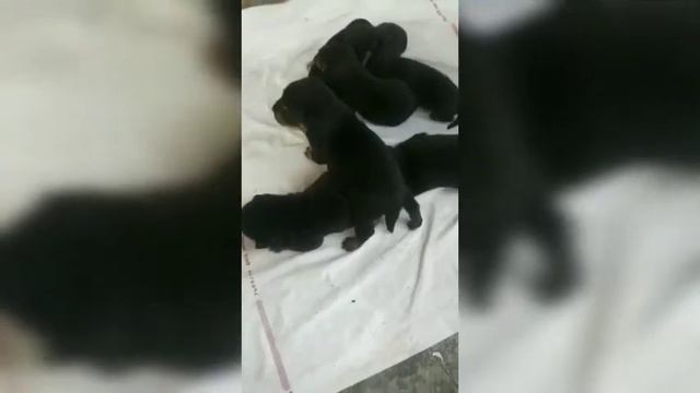 Rottweiler puppy , dogo Argentino puppy for sale in negotiable price смотреть онлайн