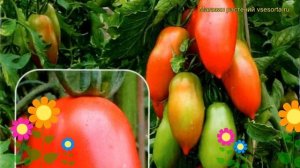 Томат обыкновенный Красавчик. Краткий обзор, описание характеристик Krasavchik