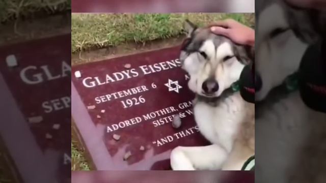 #мир Животных#Животные#спасение животных#катята#спасение катят на улице😱😱 смотреть онлайн