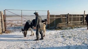 #Жеребец#Никонор# корова