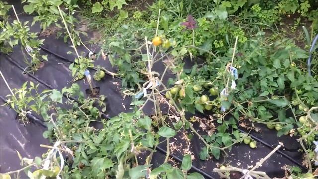 Огород влог. Томаты дозревают, кто ест перец? 10_07_19 смотреть онлайн