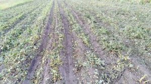 Мульчер ботвы картошки из дисковой косилки для мотоблока в действии