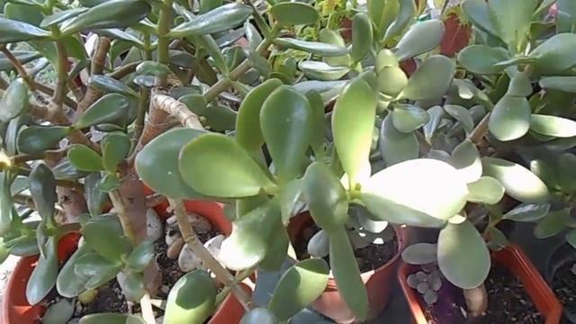 ДЕНЕЖНОЕ Дерево . Как поливать, как ухаживать. смотреть онлайн