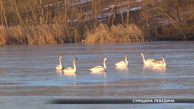 Лебеді Сумщину не покидають смотреть онлайн