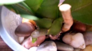 Орхидеи в камнях  Как себя чувствуют