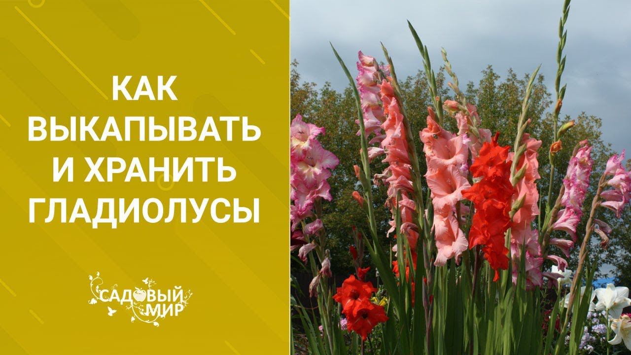 Как выкапывать и хранить гладиолусы смотреть онлайн