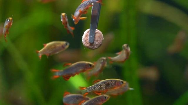 Between 80 And 100 Celestial Pearl Danios (Galaxy Rasbora)