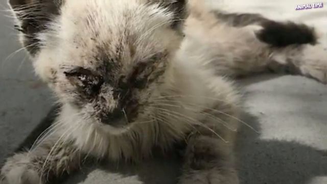 Больная кошечка сидела среди дороги, все проехали мимо не замечая бедного котенка! смотреть онлайн