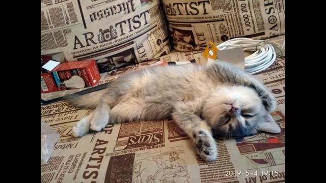 Маленький котёнок Пряник спит смотреть онлайн
