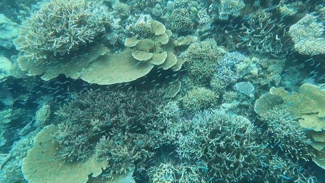 Snorkeling at Coral Garden Fulidhoo Maldives 2023 смотреть онлайн