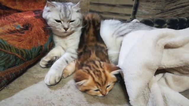 Отличный воротничёк вышел 🤔 смотреть онлайн
