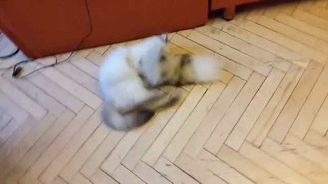 Самый смешной кот на свете смотреть онлайн