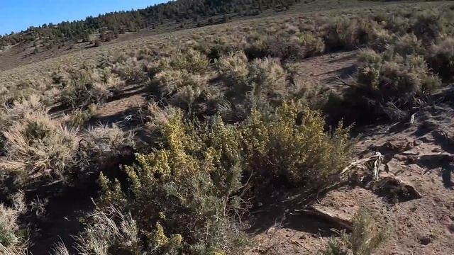 We Try to Catch a Wild Mustang! (Again) смотреть онлайн
