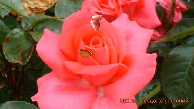 Роза чайно-гибридная Критерион (Rose Criterion) ? обзор: как сажать, саженцы розы смотреть онлайн
