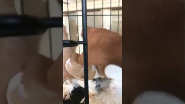 Качественная коллекция Двухчубых голубей. Голубеводство. Pigeons. Tauben. Doves. Pombos. Palomas.