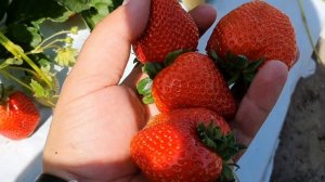 Клубника Вивара в открытом грунте.