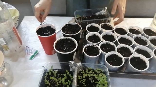 Годеция. Пикировка рассады. Обработка фитоспорином. Букеткая посадка. Апрель 2022. смотреть онлайн
