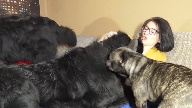 Me and company/Newfoundland dogs смотреть онлайн
