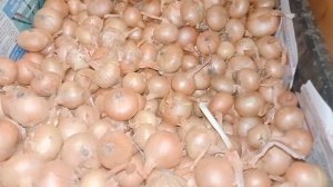 Секрет,как сохранить лук Семейный 2 года.