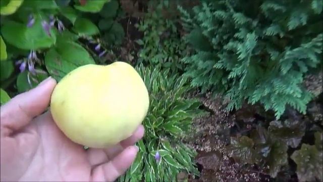 Дача. Утро туманное. Просто сад в начале сентября. смотреть онлайн