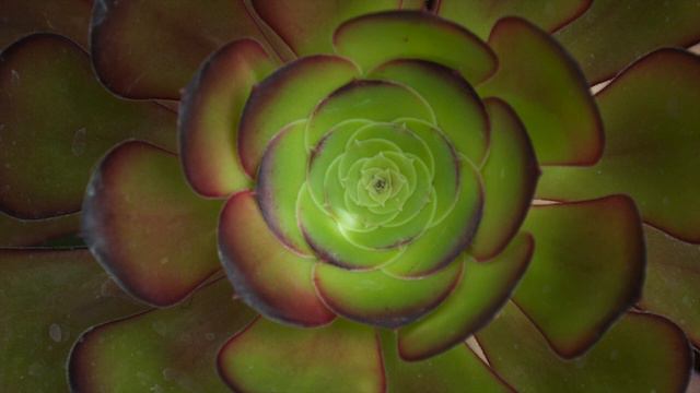 Scalar Meditation смотреть онлайн