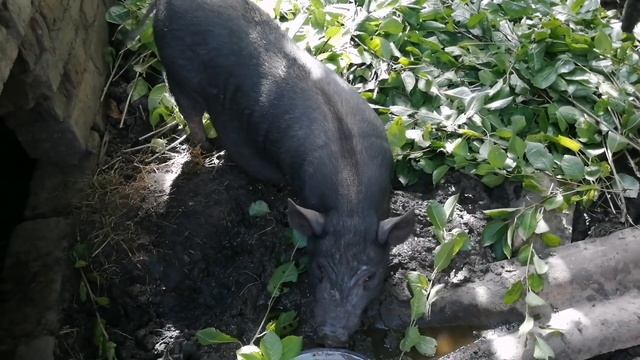 Каких животных выгодно выращивать в станицах Краснодарского края. Мои любимцы на хоздворе.