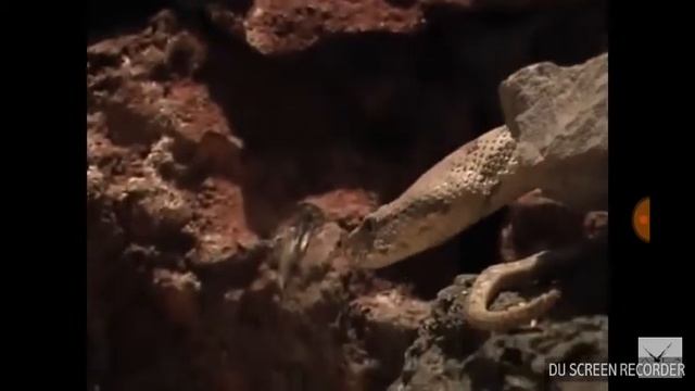 Самый апасний змия гюрза смотреть онлайн