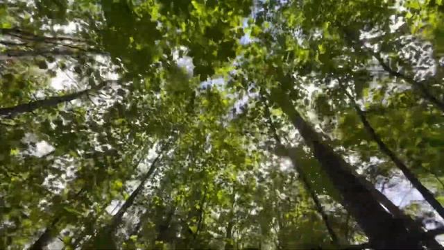 Прогулка по Гданьску| Гарнизон | Walk Gdansk| Garnizon| Forest | Эмиграция | жизнь в Польше